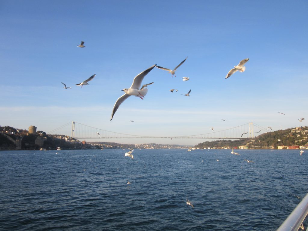 1. Seagulls welcoming us in Istanbul