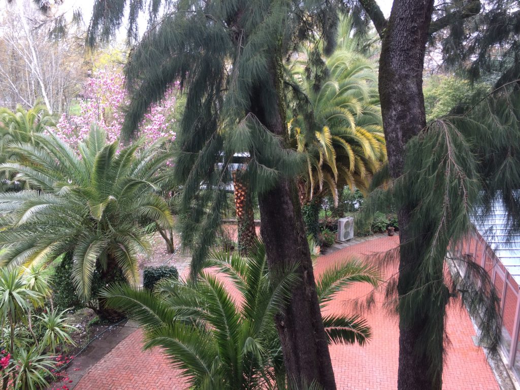 6. Beatiful palm trees